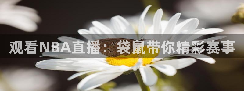 观看NBA直播：袋鼠带你精彩赛事