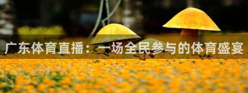 广东体育直播：一场全民参与的体育盛宴